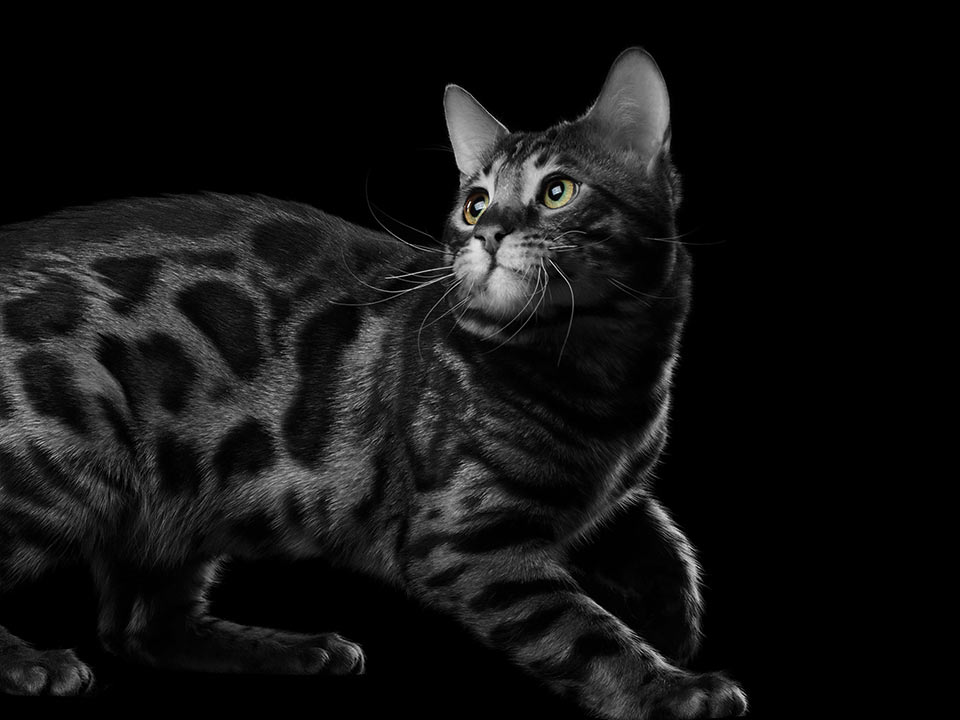 encurio Katze - WENDIG UND FLEXIBEL