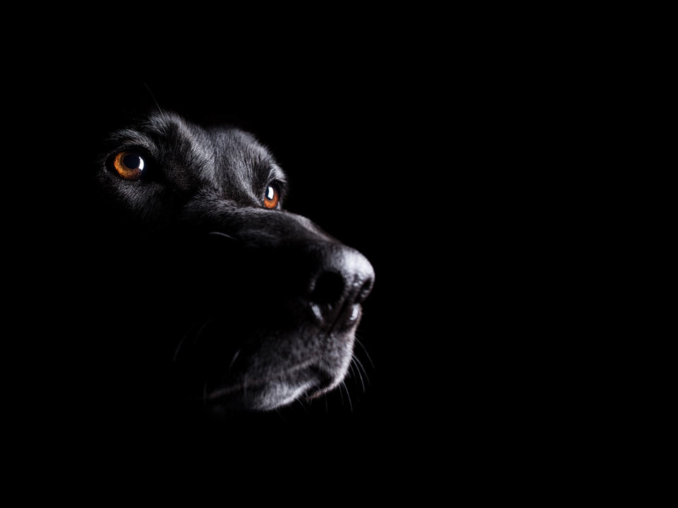 encurio Hund - TREU, LOYAL UND ZUVERLÄSSIG